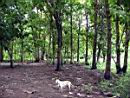 Teak trees