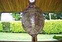 Turtle shell front