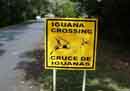 Iguana crossing<BR>sign